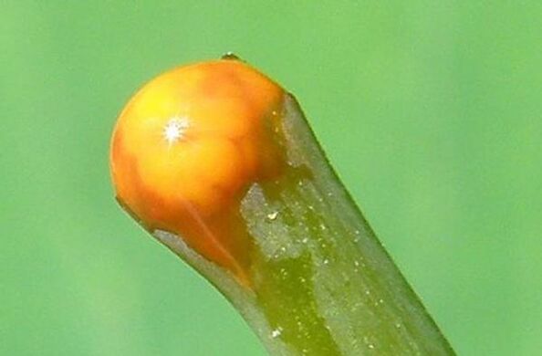 Features of celandine in the treatment of papillomas